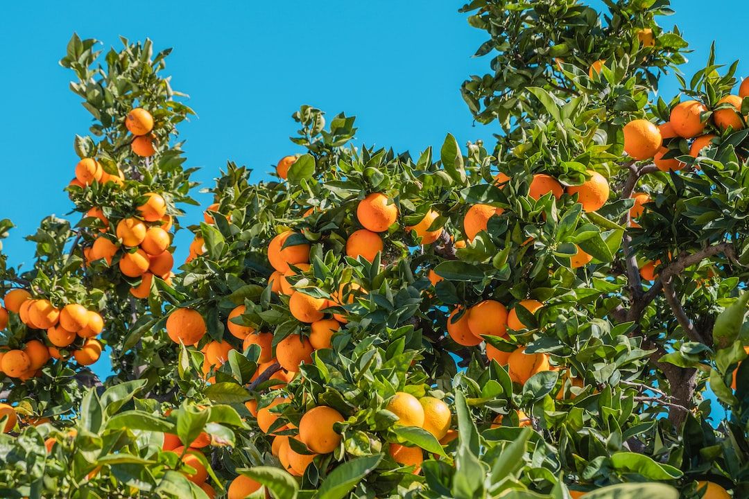 Quel fruit pour la pousse des cheveux ?